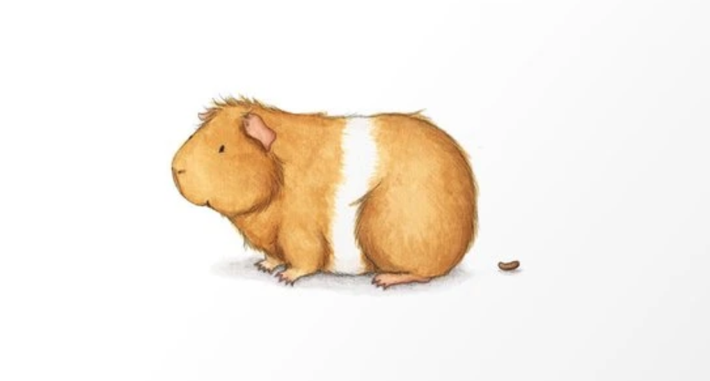 do guinea pigs eat their poop